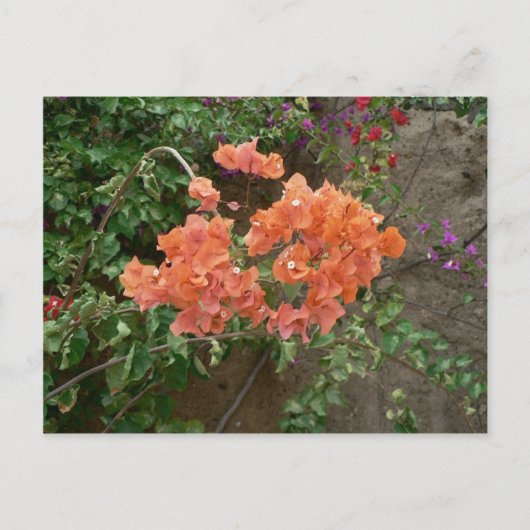 Carte Postale Fleurs orange (Devant)