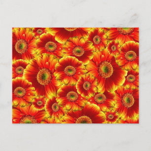 Carte Postale Fleurs Orange Clair