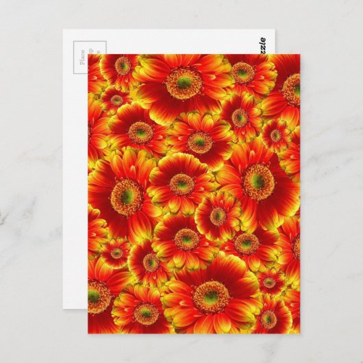 Carte Postale Fleurs orange vives (Devant / Derrière)