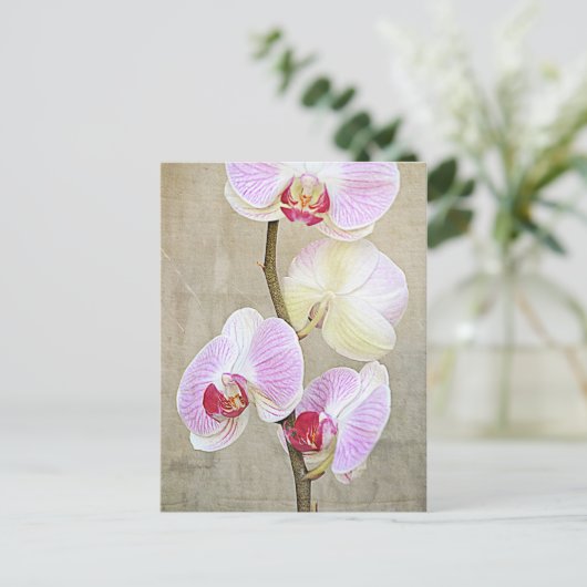Carte postale Fleurs Orchidées (Debout devant)