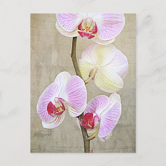 Carte postale Fleurs Orchidées (Devant)