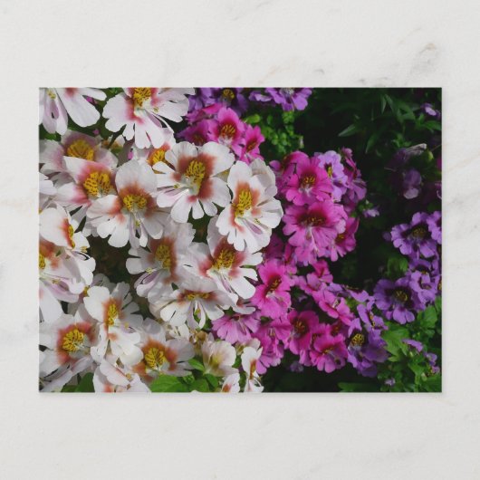 Carte Postale Fleurs Papillon Blanc Rose et Violet (Devant)