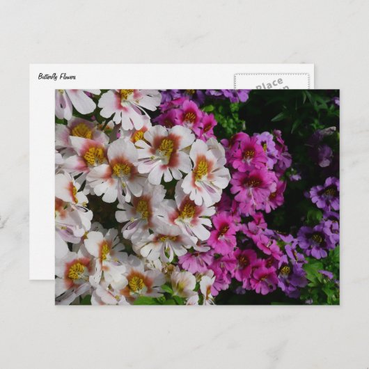 Carte Postale Fleurs papillon rose blanc et violet (Devant / Derrière)