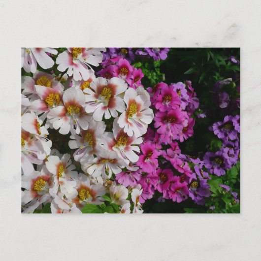 Carte Postale Fleurs papillon rose blanc et violet (Devant)