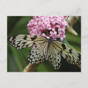 Carte Postale Fleurs papillons 2
