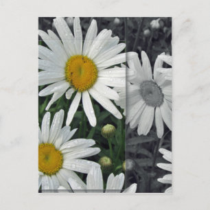 Carte Postale Fleurs par le lac - marguerites