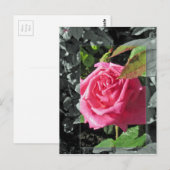 Carte Postale Fleurs par le lac - rose (Devant / Derrière)