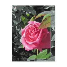 Fleurs par le lac - rose