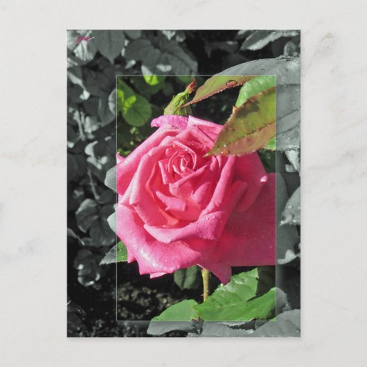 Carte Postale Fleurs par le lac - rose (Devant)