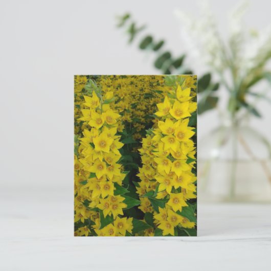 Carte Postale Fleurs pérennes du Delphinium jaune (Debout devant)