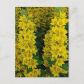 Carte Postale Fleurs pérennes du Delphinium jaune (Devant)