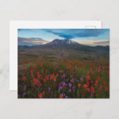 Carte Postale Fleurs | Pinceau indien & Penstemon (Devant / Derrière)