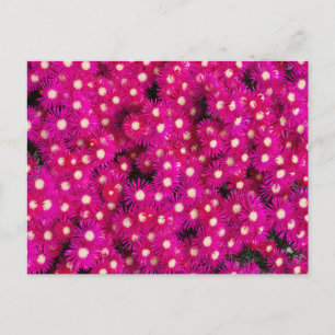 Carte Postale fleurs plantes de glace
