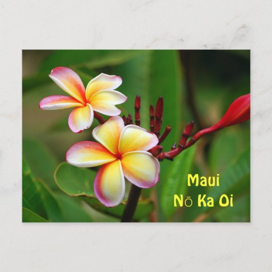 Carte Postale Fleurs Plumeria Arc-En-Ciel, Maui Nō Ka Oi (Devant)