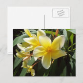 Carte postale Fleurs Plumeria Jaune (Devant / Derrière)