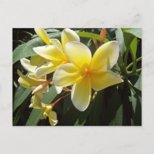 Carte postale Fleurs Plumeria Jaune