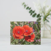 CARTE POSTALE FLEURS POPPY (Debout devant)