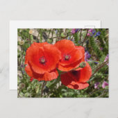CARTE POSTALE FLEURS POPPY (Devant / Derrière)
