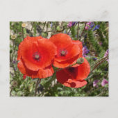 CARTE POSTALE FLEURS POPPY (Devant)