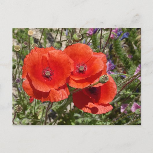 CARTE POSTALE FLEURS POPPY (Devant)