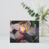Carte Postale Fleurs pourpres de Cymbidium (Debout devant)
