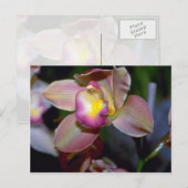 Carte Postale Fleurs pourpres de Cymbidium (Devant / Derrière)