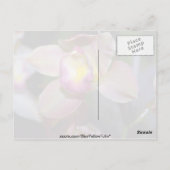 Carte Postale Fleurs pourpres de Cymbidium (Dos)