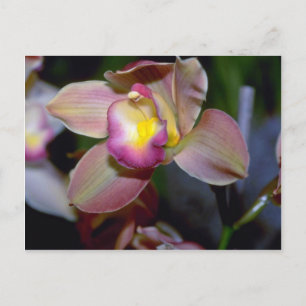 Carte Postale Fleurs pourpres de Cymbidium