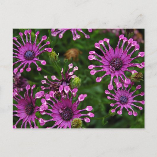 Carte Postale Fleurs pourpres de feu d'artifice (Devant)