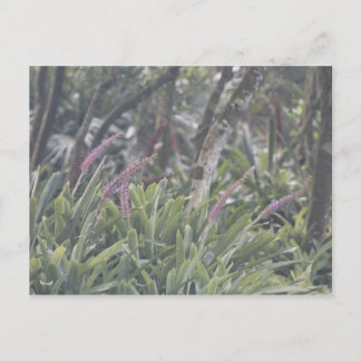 Carte Postale Fleurs pourpres en plumes