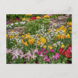 Carte Postale Fleurs printanières colorées en pleine floraison