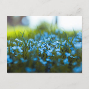 Carte Postale Fleurs printanières dans un champ