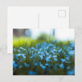 Carte Postale Fleurs printanières dans un champ (Devant / Derrière)