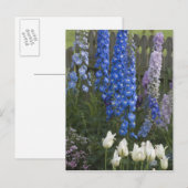Carte Postale Fleurs printanières le long d'un chemin de jardin, (Devant / Derrière)