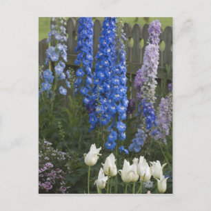 Carte Postale Fleurs printanières le long d'un chemin de jardin,