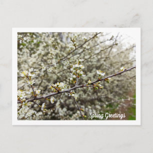 Carte Postale Fleurs printanières rêveuses Photo de nature perso