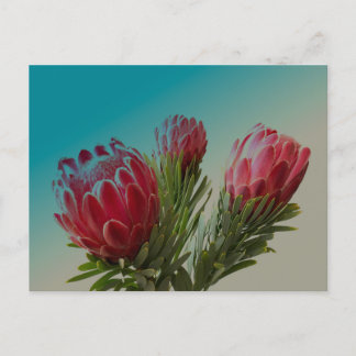 Carte Postale Fleurs Protea
