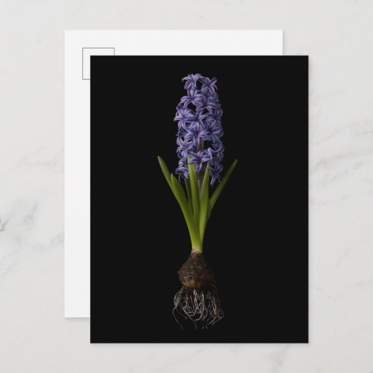 Carte Postale Fleurs | Puce Hyacinth violette (Devant / Derrière)