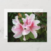 Carte Postale Fleurs Rhododendron (Devant / Derrière)