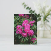 Carte postale Fleurs Rhododendron Rose (Debout devant)