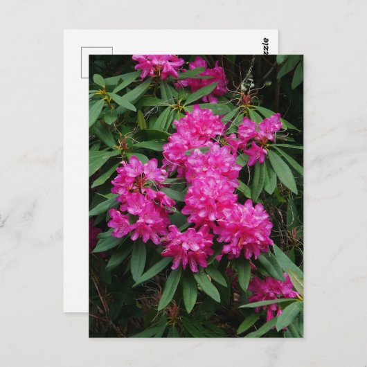 Carte postale Fleurs Rhododendron Rose (Devant / Derrière)