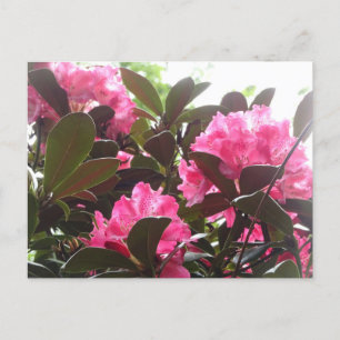 Carte Postale Fleurs Rhododendron rose soleil do-it-yourself car