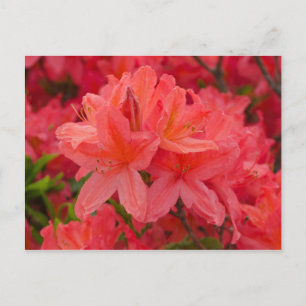 Carte postale Fleurs Rhododendron Roses Profondes