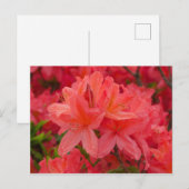 Carte postale Fleurs Rhododendron Roses Profondes (Devant / Derrière)