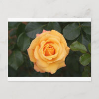 fleurs rose fleur amour femme chérie couple