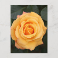 fleurs rose fleur amour femme chérie couple