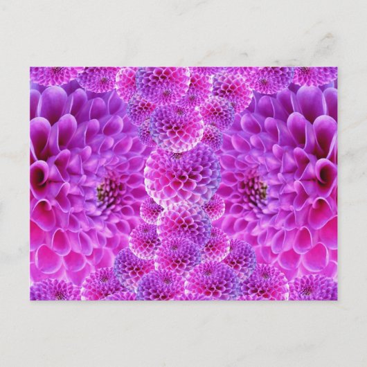 Carte Postale Fleurs rose PomPom Dahlia (Devant)