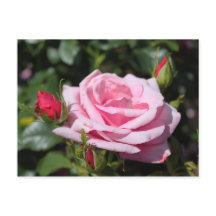 fleurs rose rose heureux anniversaire. amour, peti