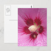 Carte Postale Fleurs roses (Devant / Derrière)
