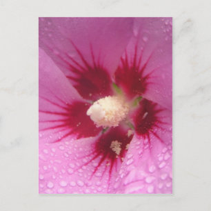 Carte Postale Fleurs roses